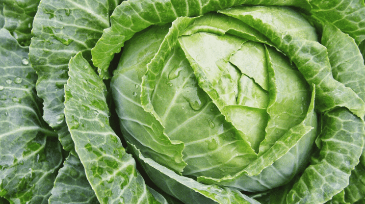 cabbage automation header